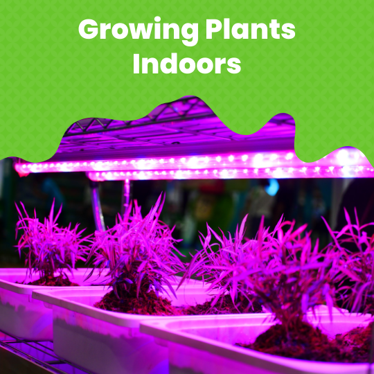 How to Grow Plants Indoors All Year Round