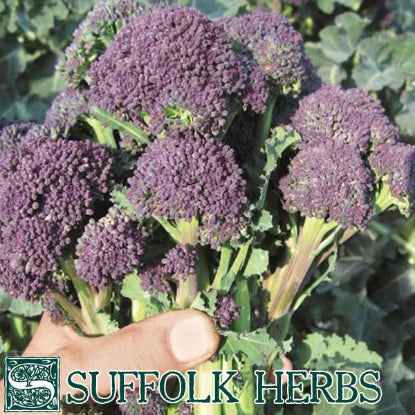 Broccoli Purple Sprouting Santee Organic Seeds