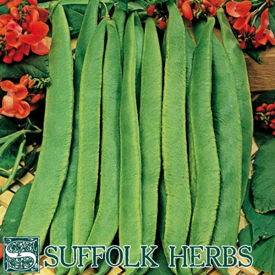 Runner Bean Scarlet Emperor Organic Seeds