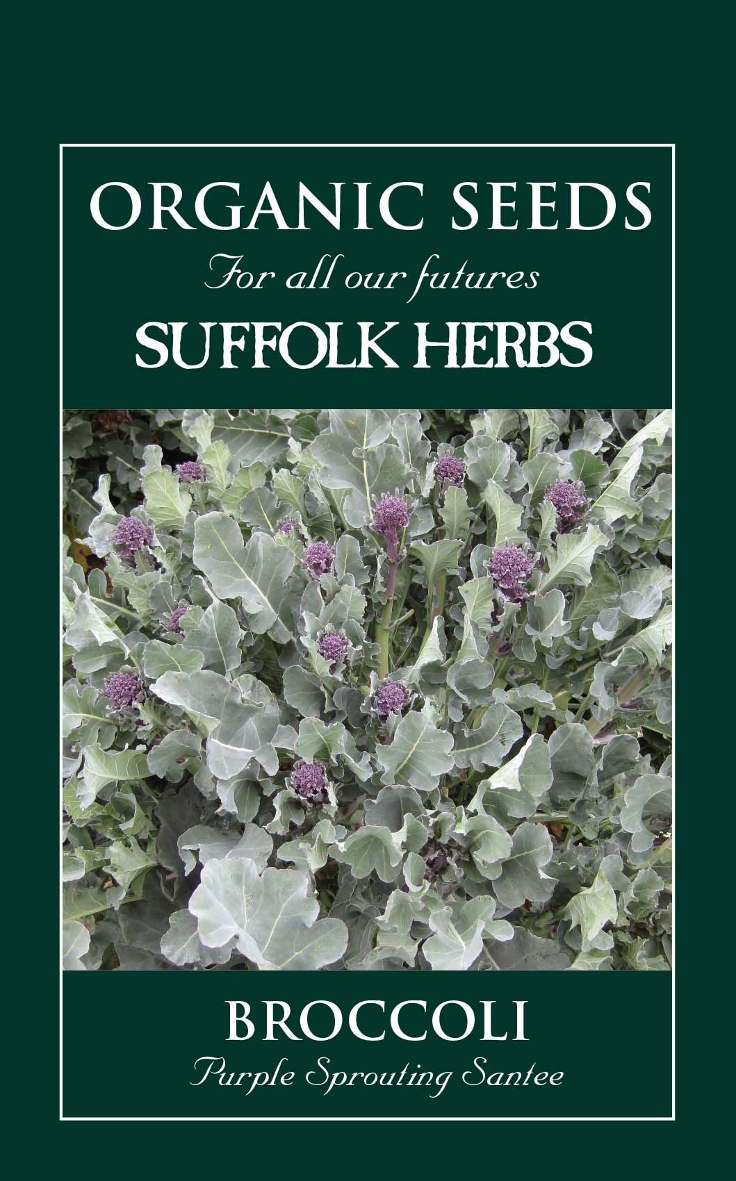 Broccoli - Purple Sprouting Santee Organic Seeds