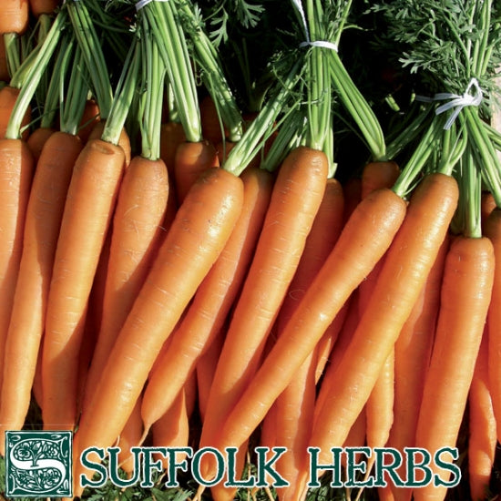 Organic Carrot Seeds - Merida F1