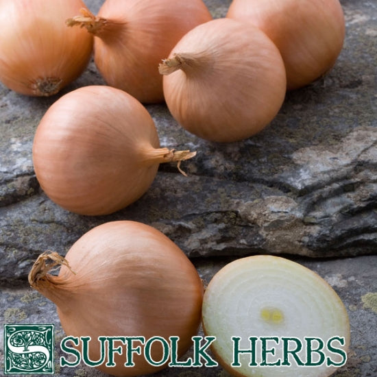 Organic Onion Seeds - Hybound F1