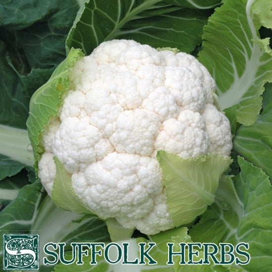 Organic Cauliflower Seeds - Skywalker F1