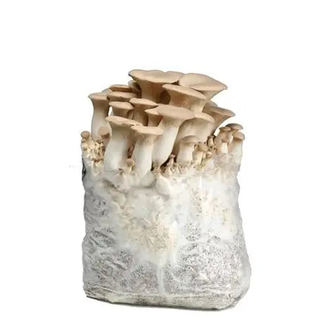 King Oyster Mushroom Grow Kit 1.25kg