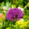 Allium Purple Sensation Bulbs, Pack of 5