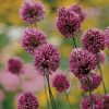 Allium Sphaerocephalon (Drumstick Allium) Bulbs, Pack of 20