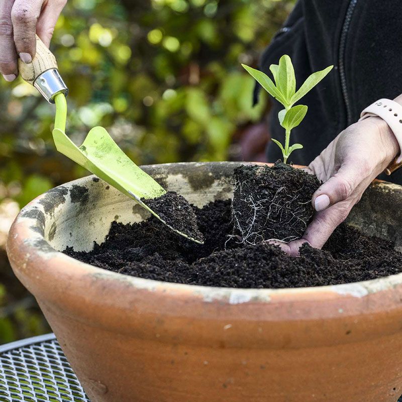 Carbon Gold Biochar Biology Blend 1L