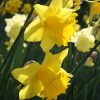 Narcissus Golden Anniversary Daffodil Bulbs, Pack of 5