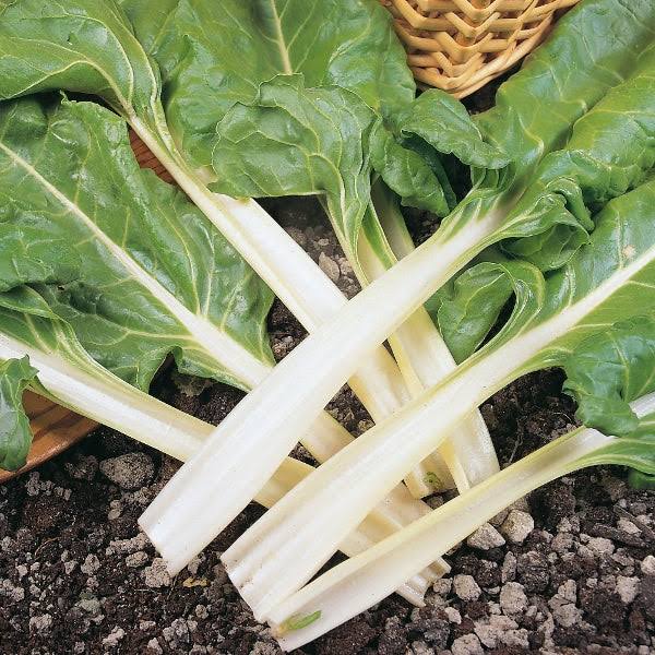 Beetroot (Beta Vulgaris) Swiss Chard Organic Seeds