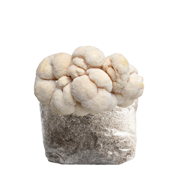 Lion's Mane Mushroom Grow Kit 1.25kg