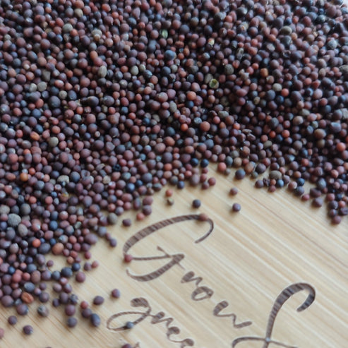 Organic Red Cabbage Microgreen Seeds