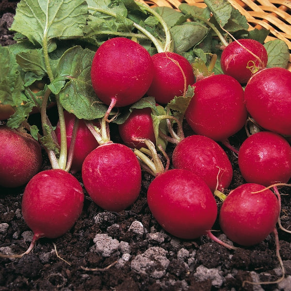 Radish Organic Seeds - Saxa
