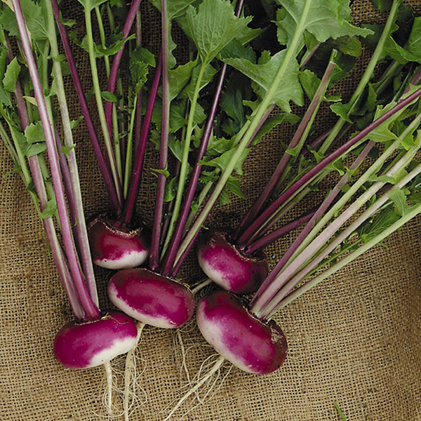 Turnip Organic Seeds - Milan Purple