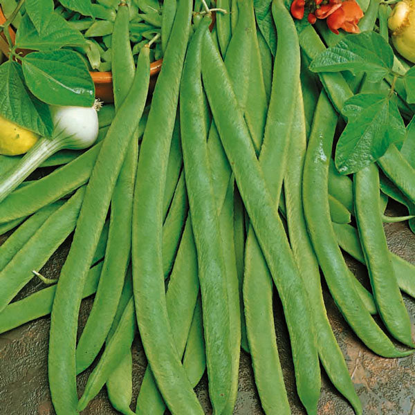 Runner Bean Organic Seeds - Scarlet Emperor