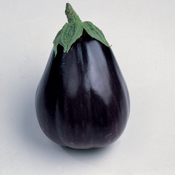 Aubergine (Black Beauty) Organic Seeds