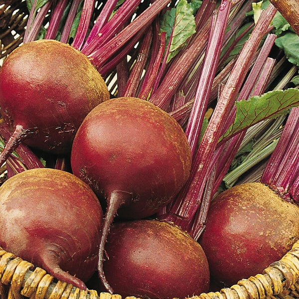 Beetroot (Beta Vulgaris) Bolivar Organic Seeds
