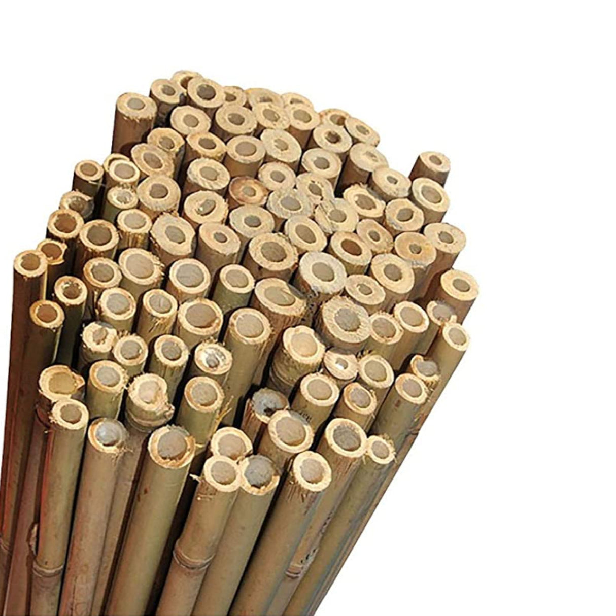 Thick Bamboo Cane 12-14mm