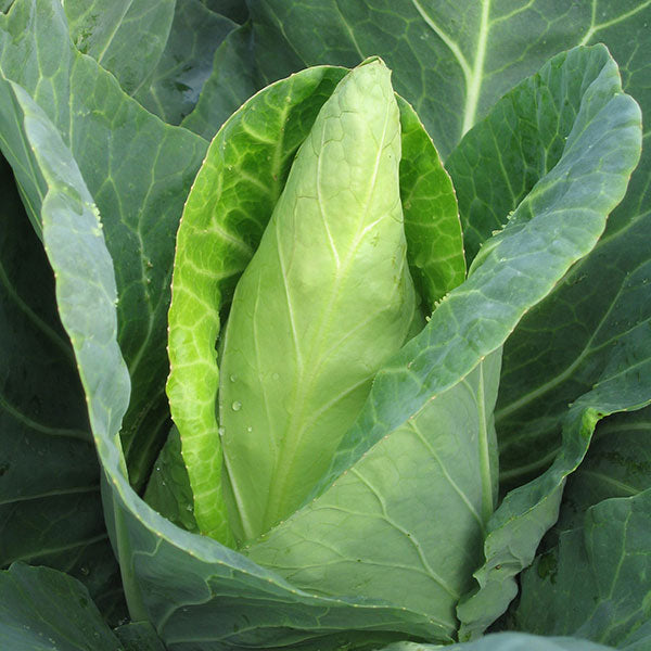 Cabbage - Caraflex F1 Organic Seeds