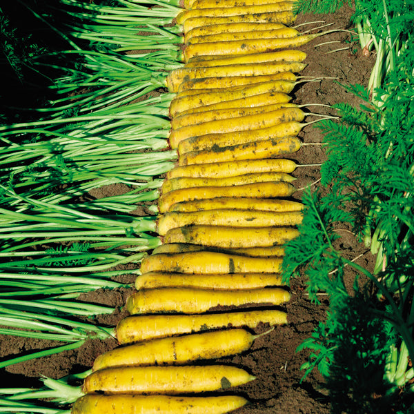 Carrot - Yellowstone F1 - Organic Seeds