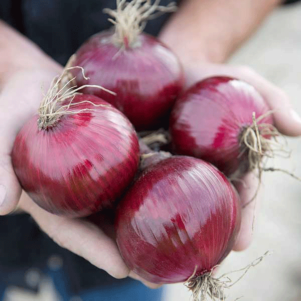 Onion Organic Seeds - Red Tide F1