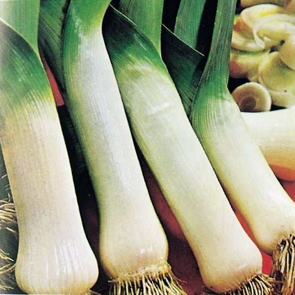 Leek Organic Seeds - Carentan