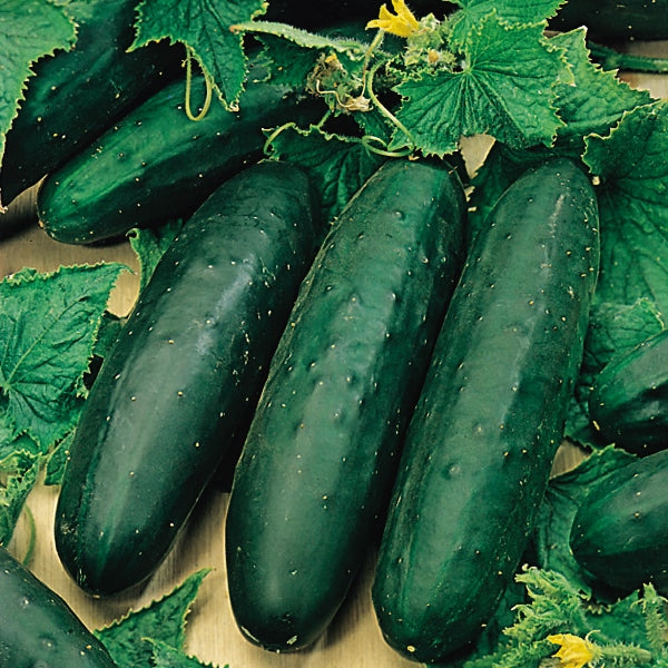 Cucumber Organic Seeds- Marketmore