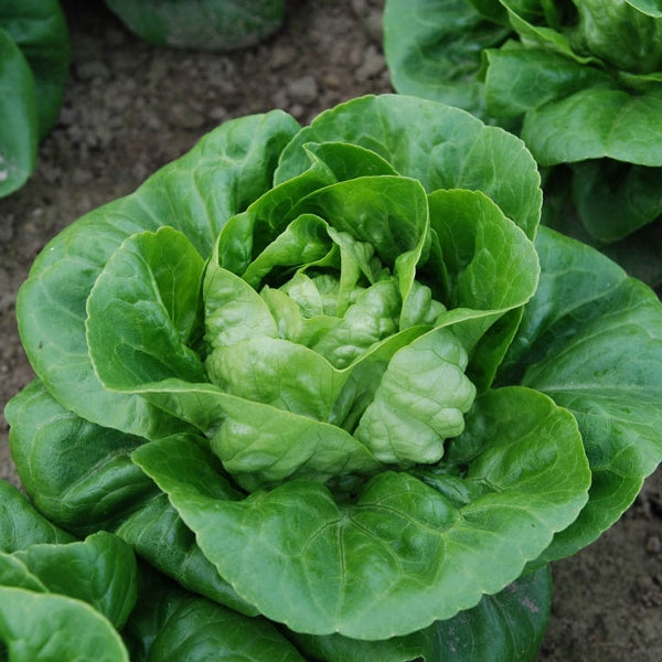 Lettuce Organic Seeds - Maureen (Little Gem Type)