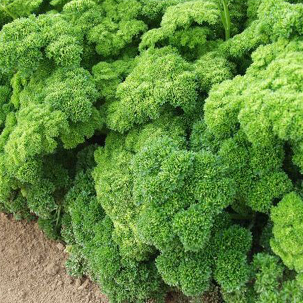 Parsley Organic Seeds - Grune Perle