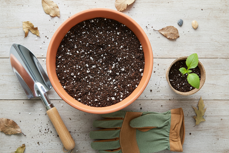 Can You Reuse Soil & Pots From Last Year? How to Refresh Your Growing Medium