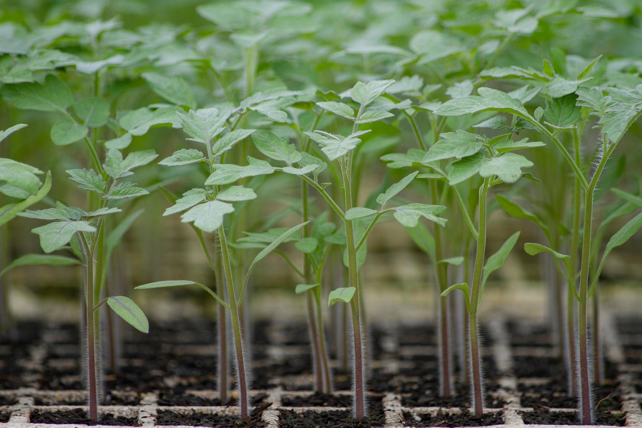 What Seeds to Sow in March (UK Growing Guide)