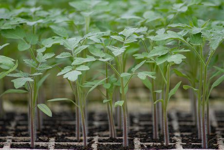 What Seeds to Sow in March (UK Growing Guide)