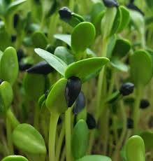 Sunflower microgreens growing indoors on a tray
