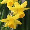 Flower Bulbs