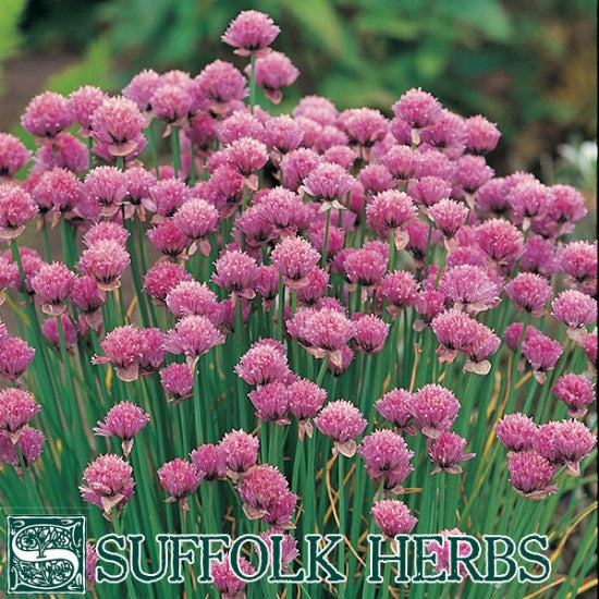 Chives Organic Seeds- Allium Schoenoparsum
