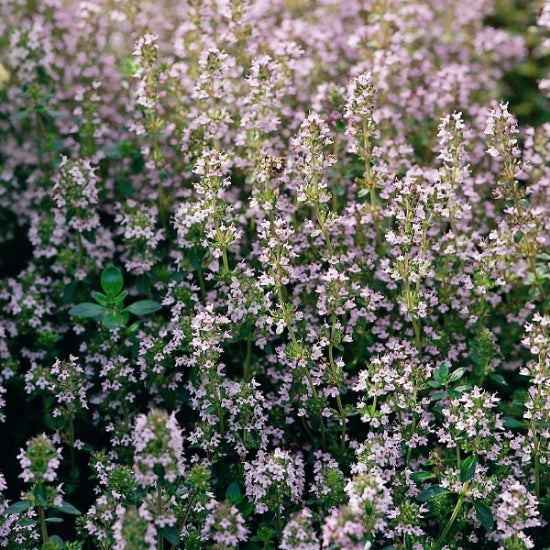 Thyme Organic Herb Seeds