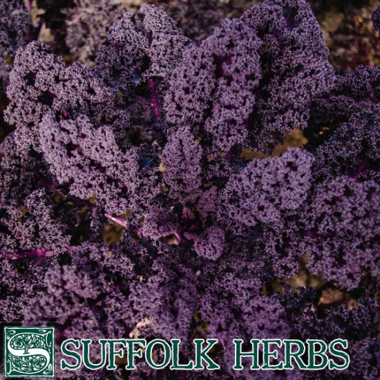 Kale Seeds Redbor F1 Organic Seeds