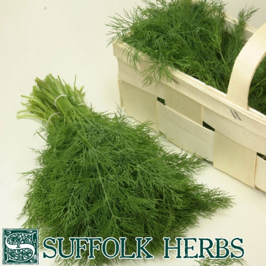Dill Hera (Anethum graveolens) Organic Seeds