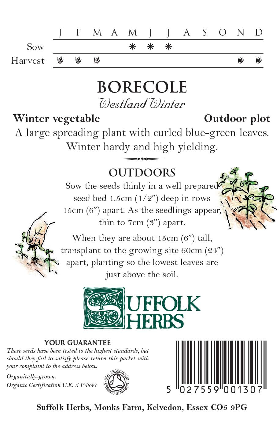Borecole (Kale) - Westland Winter - Organic Seeds