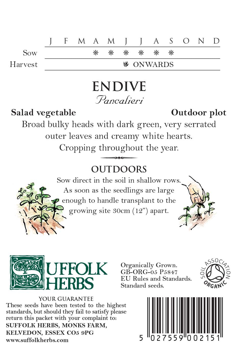 Endive Organic Seeds- Pancalieri