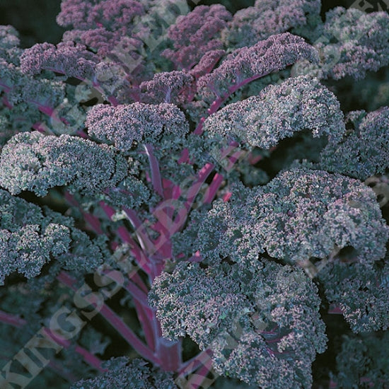Organic Kale Seeds - Redbor F1