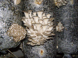 King Oyster Mushroom Grow Kit 1.25kg