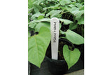 White Plant Labels 15cm (25 Pack)