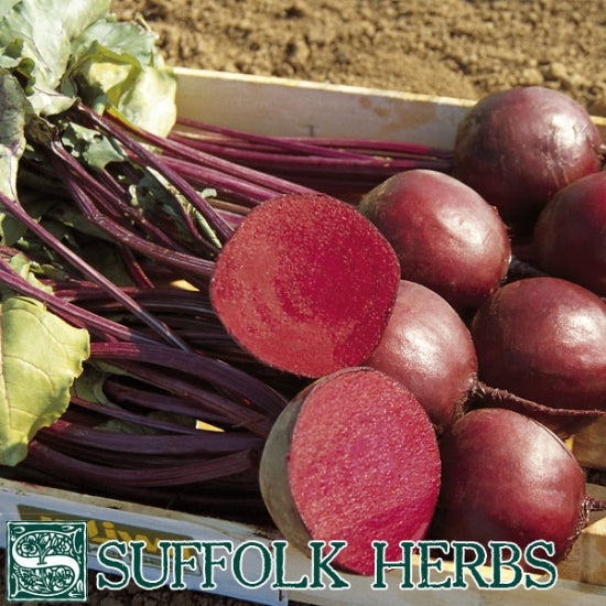 Organic Beetroot Seeds - Alvro Mono