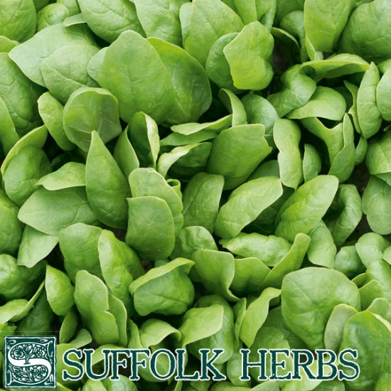 Organic Spinach Seeds - Renegade F1