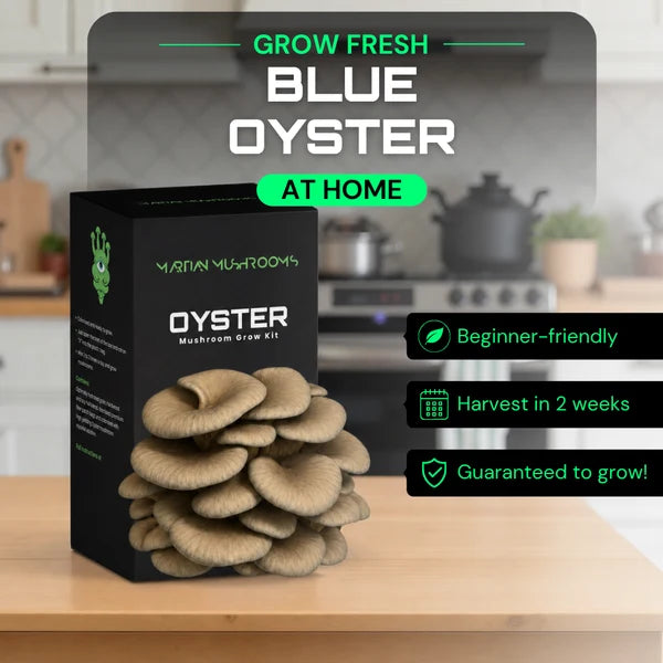 Blue Oyster 1.6kg – Easy Home Mushroom Growing Kit