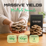 Blue Oyster 1.6kg – Easy Home Mushroom Growing Kit