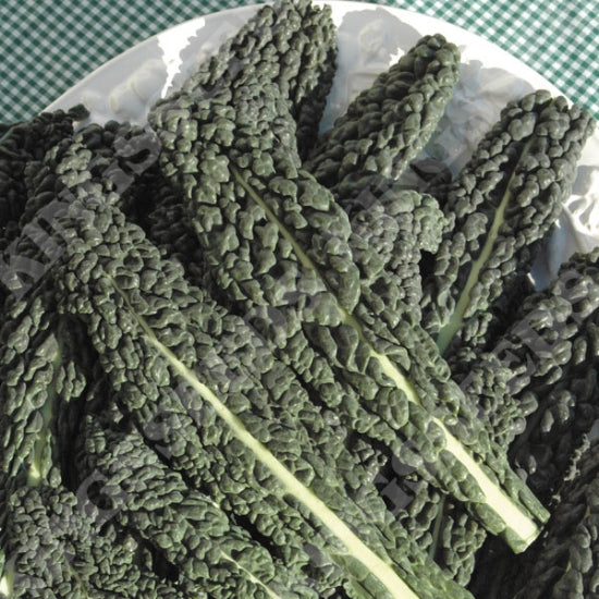 Organic Kale Seeds - Nero Di Toscana