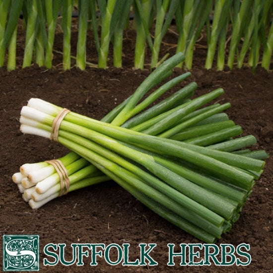 Organic Spring Onion Seeds - Parade