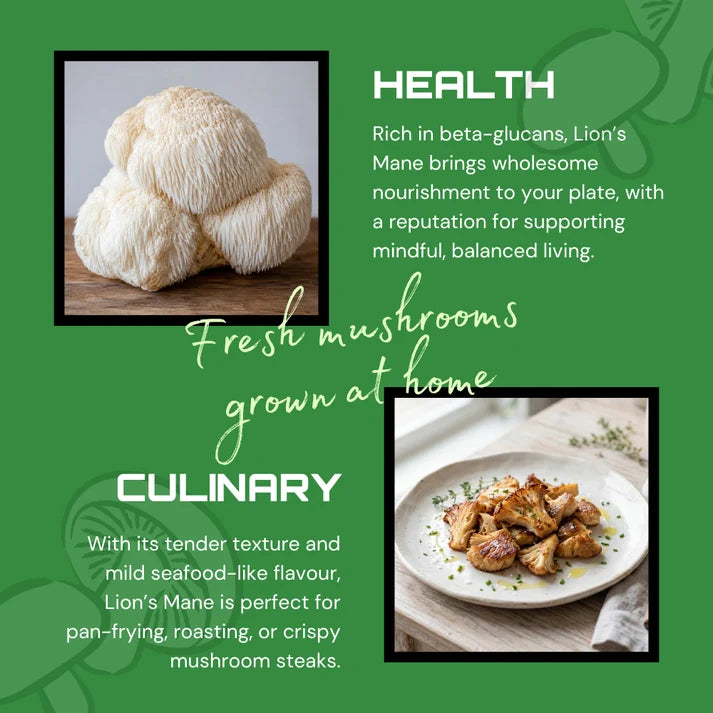 Lion’s Mane 1.6kg – Easy Home Mushroom Growing Kit