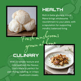 Lion’s Mane 1.6kg – Easy Home Mushroom Growing Kit